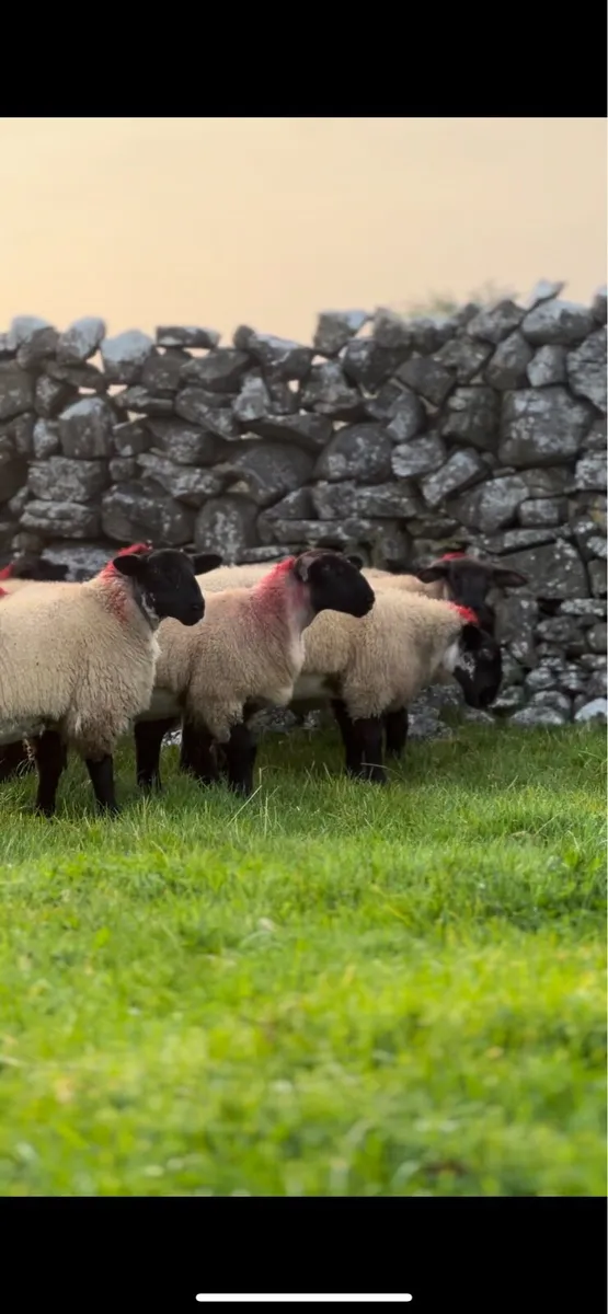 Super Suffolk mule lambs for Tuam show and sale - Image 1