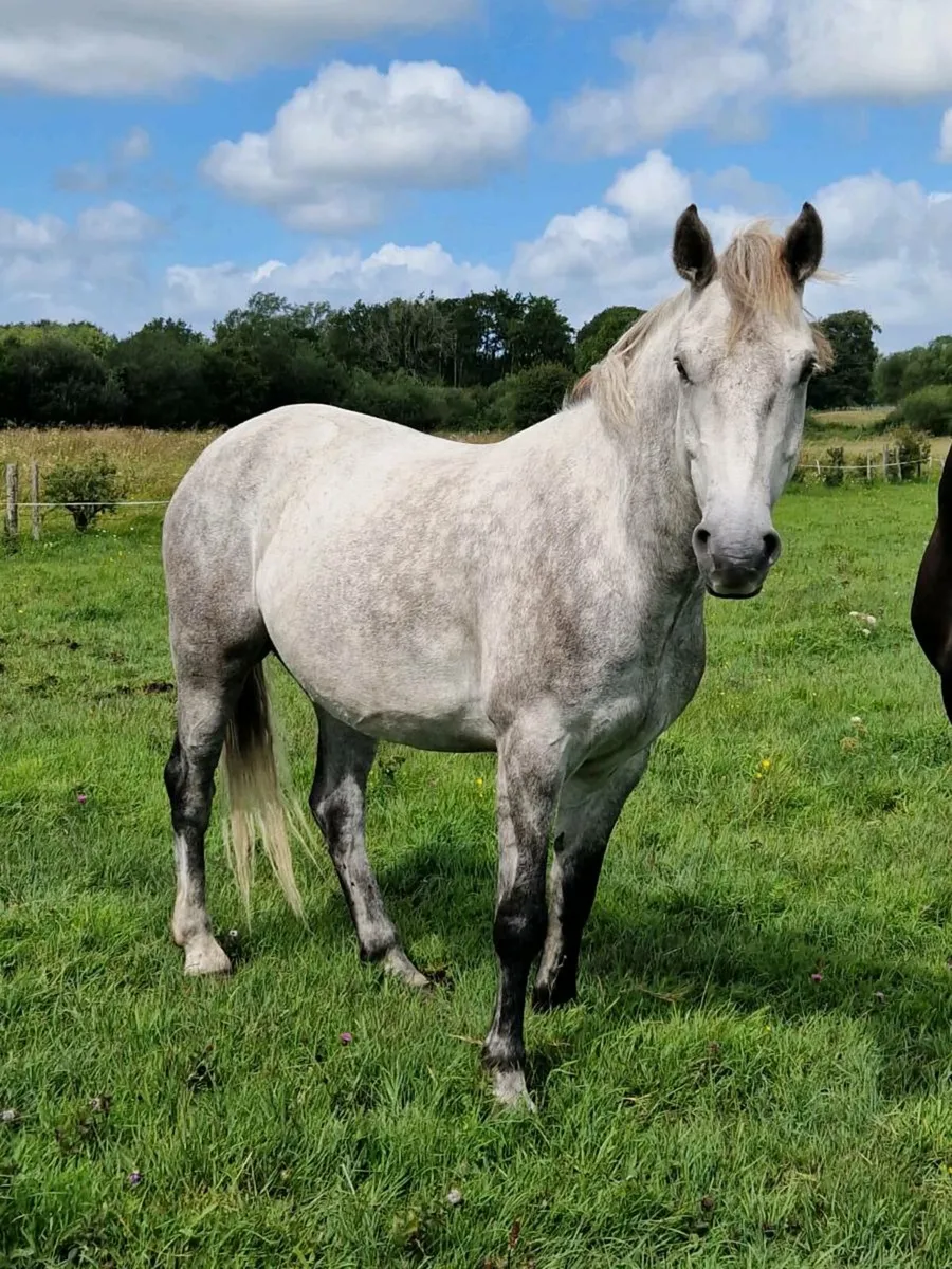 6yo Connemara gelding for sale. - Image 2