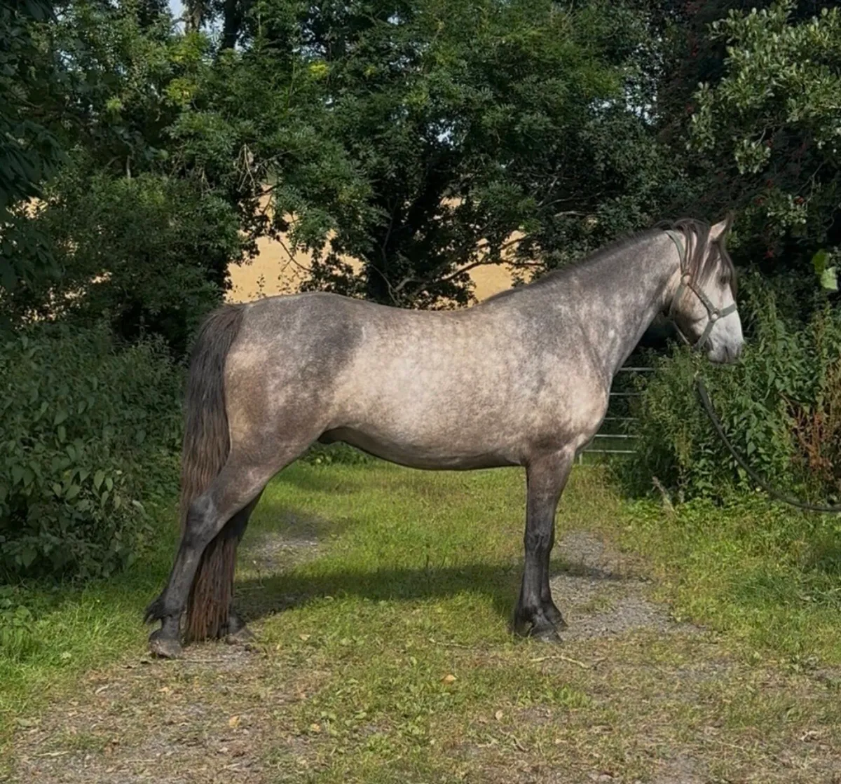 3 year old Connemaras - Image 1