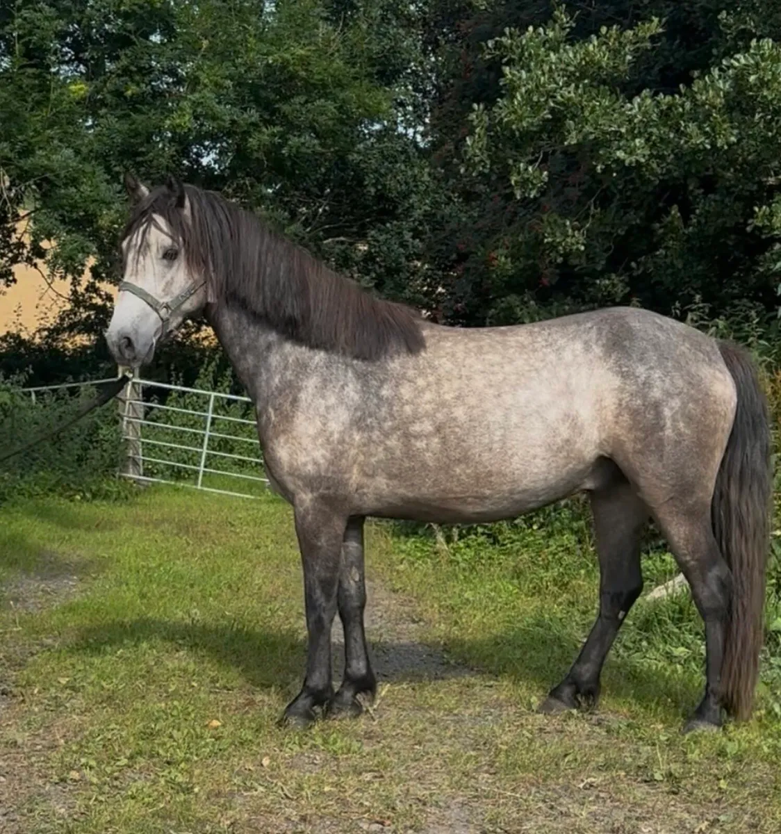 3 year old Connemaras - Image 2