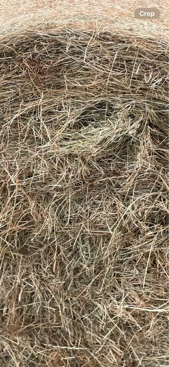 Green Calf Hay - Image 1
