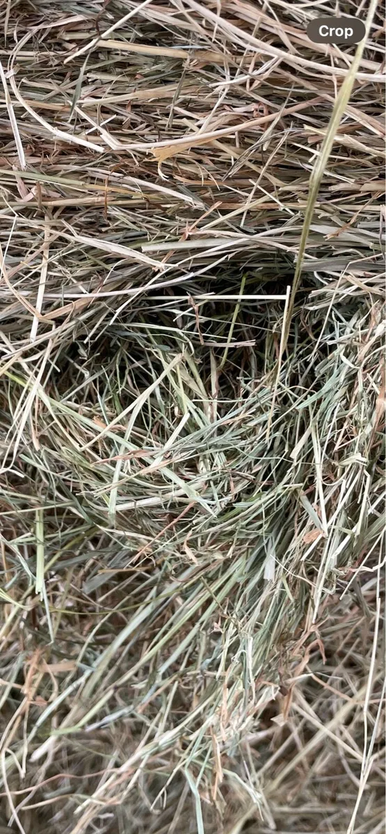 Green Calf Hay - Image 2