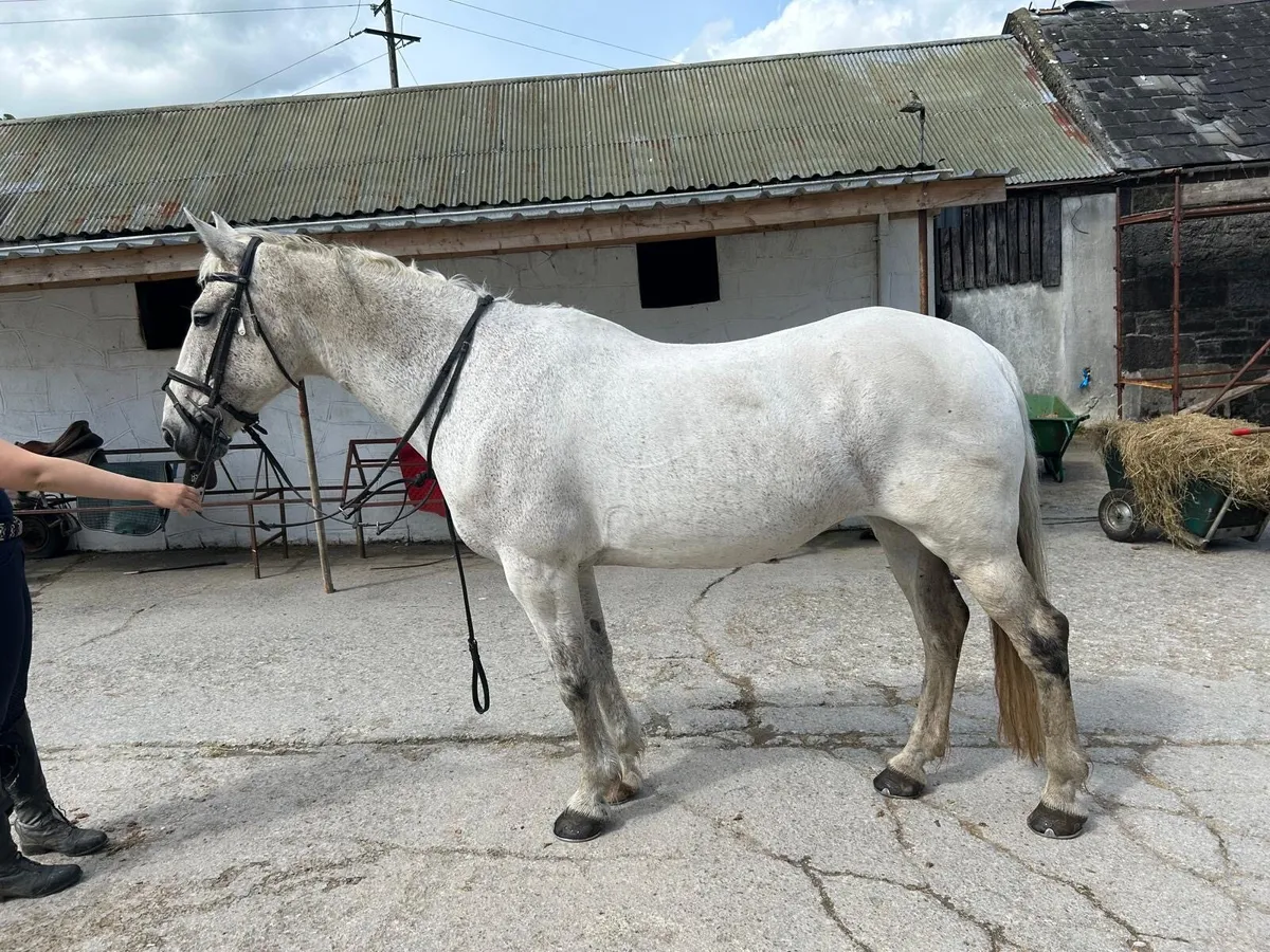 Horse - Image 1