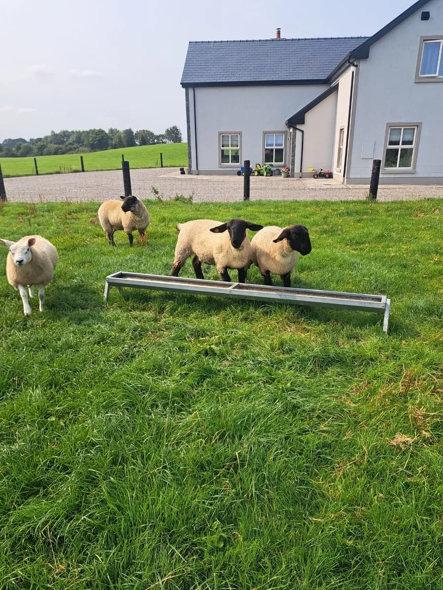 Ewe lambs - Image 1