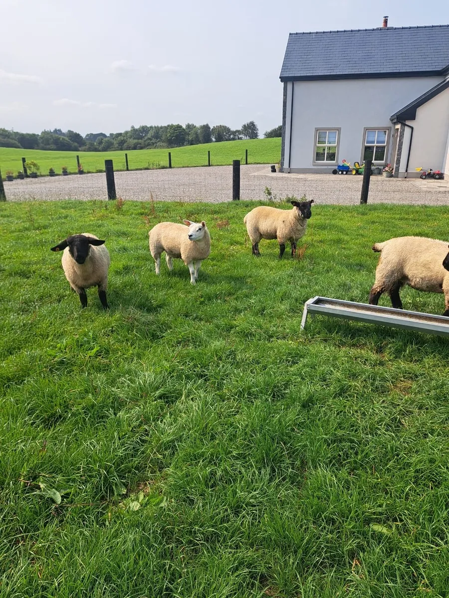 Ewe lambs - Image 2