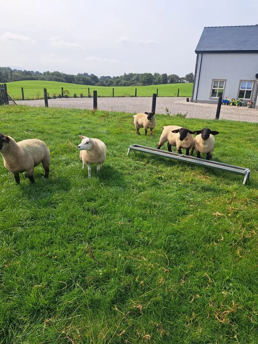 Ewe lambs - Image 3