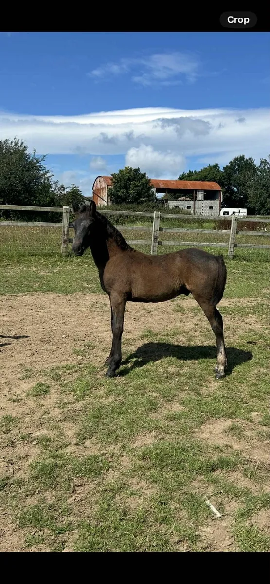 Potential Connemara Performance Stallion - Image 1