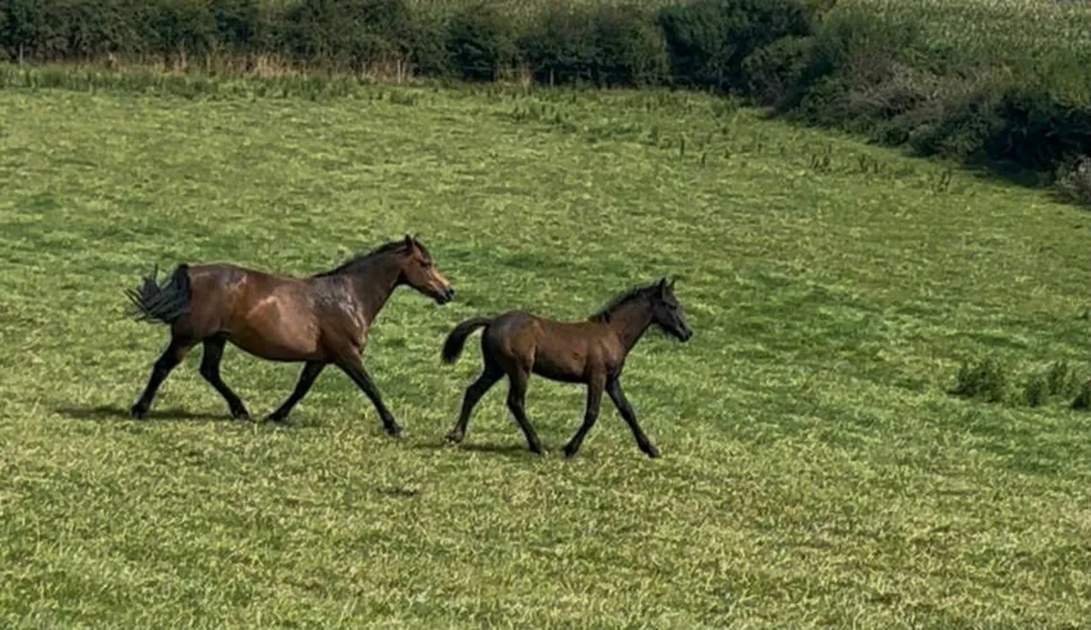 Potential Connemara Performance Stallion - Image 2