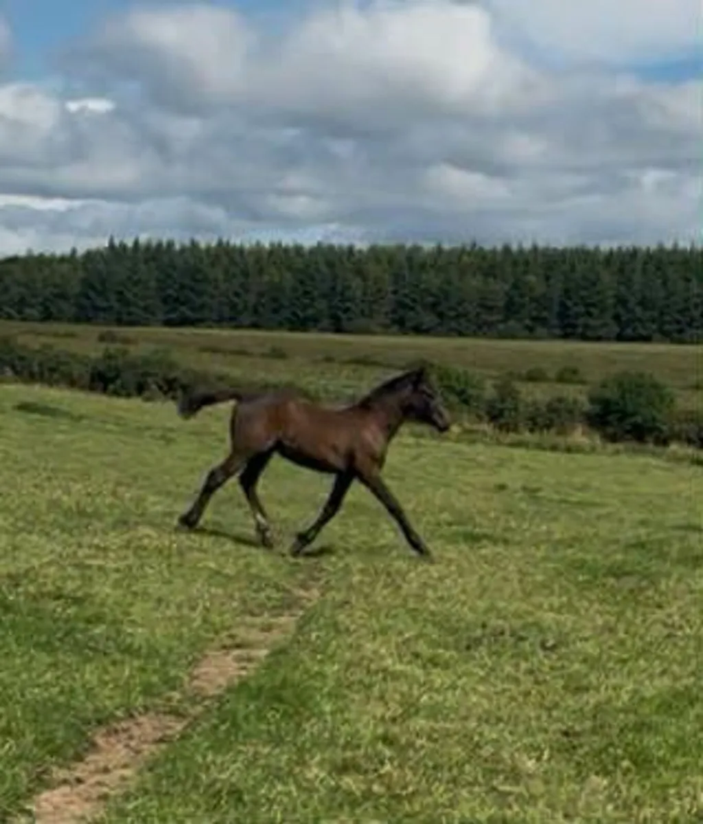 Potential Connemara Performance Stallion - Image 3