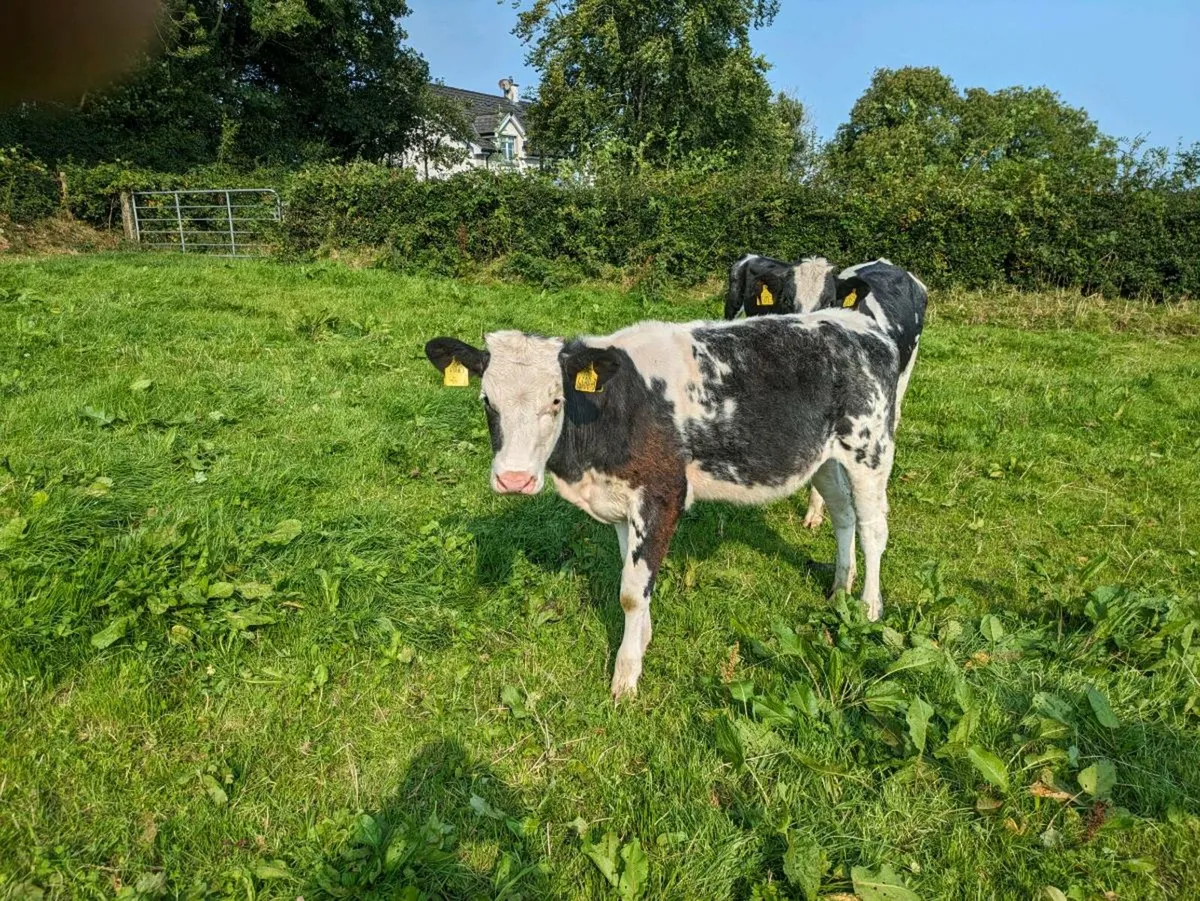 Bb heifers - Image 1