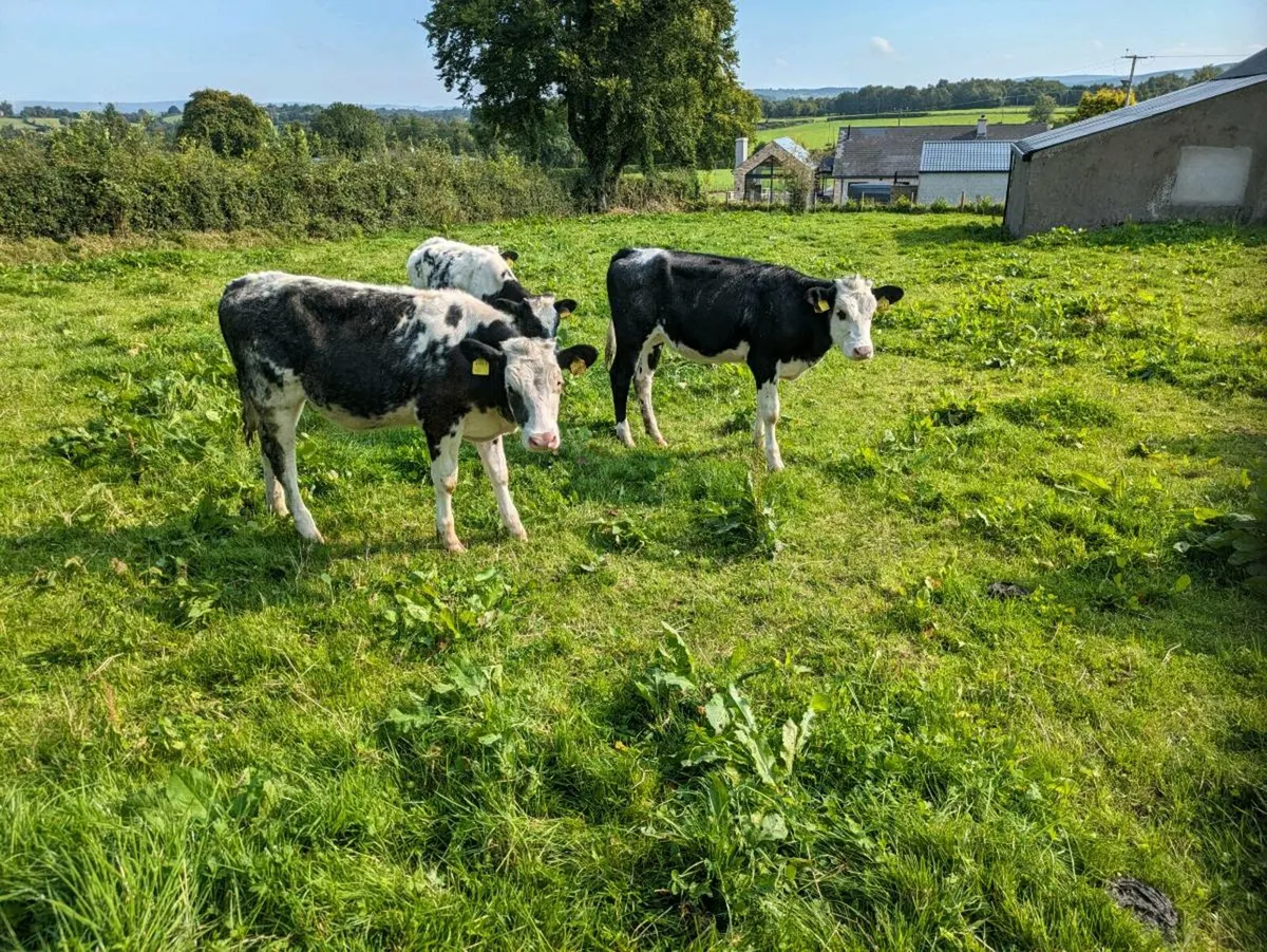 Bb heifers - Image 2