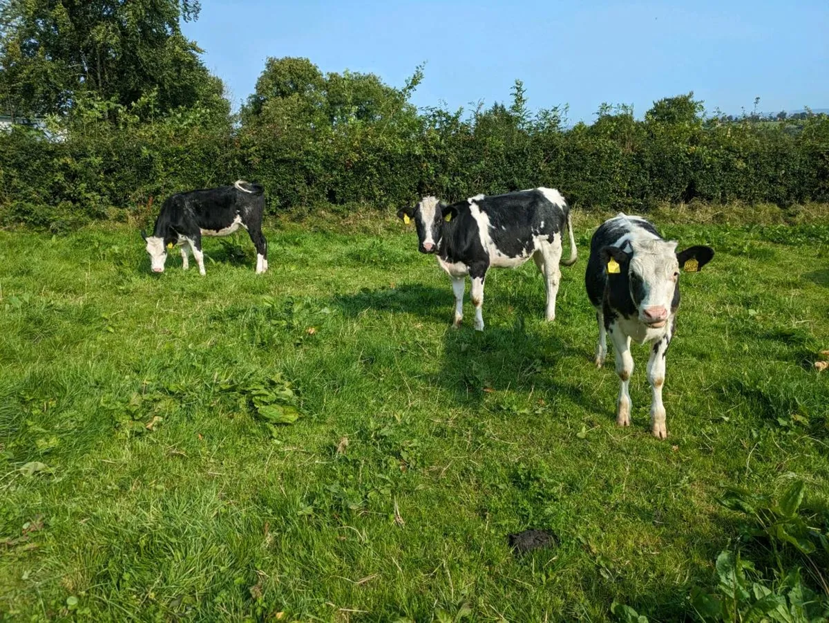 Bb heifers - Image 3