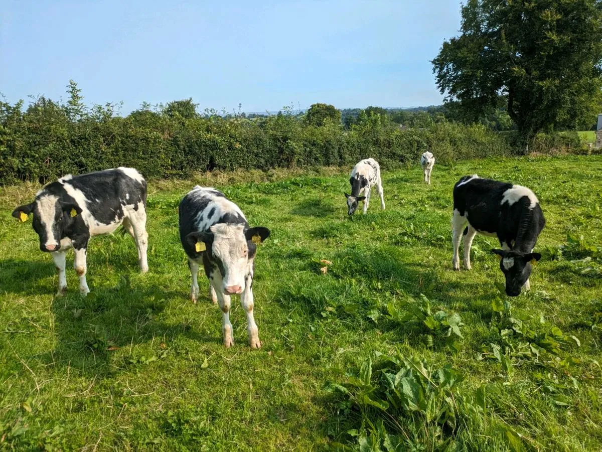 Bb heifers - Image 4