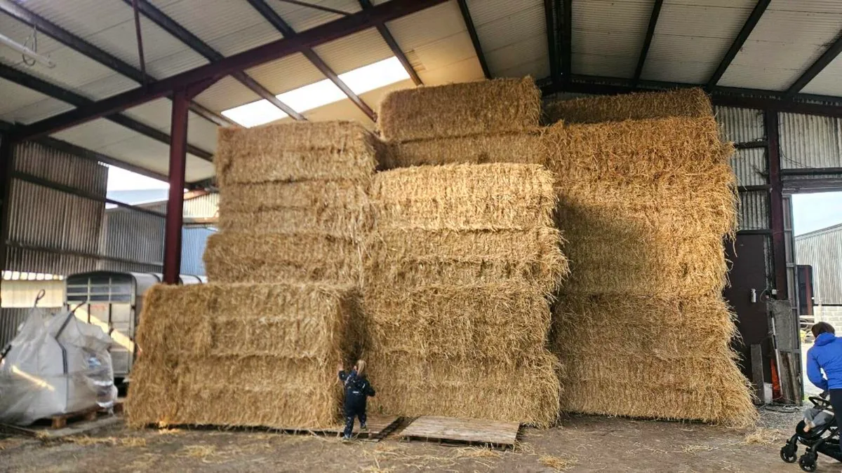 Barley straw