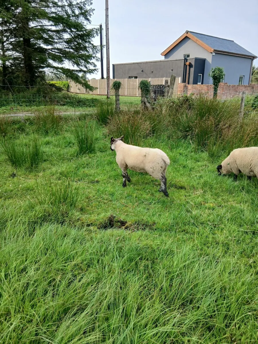 Ram lambs - Image 1