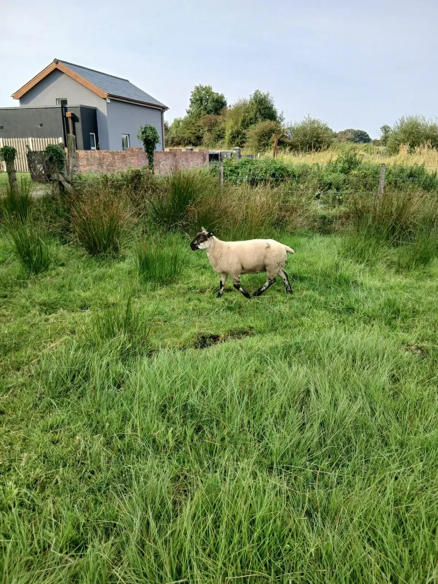 Ram lambs - Image 2