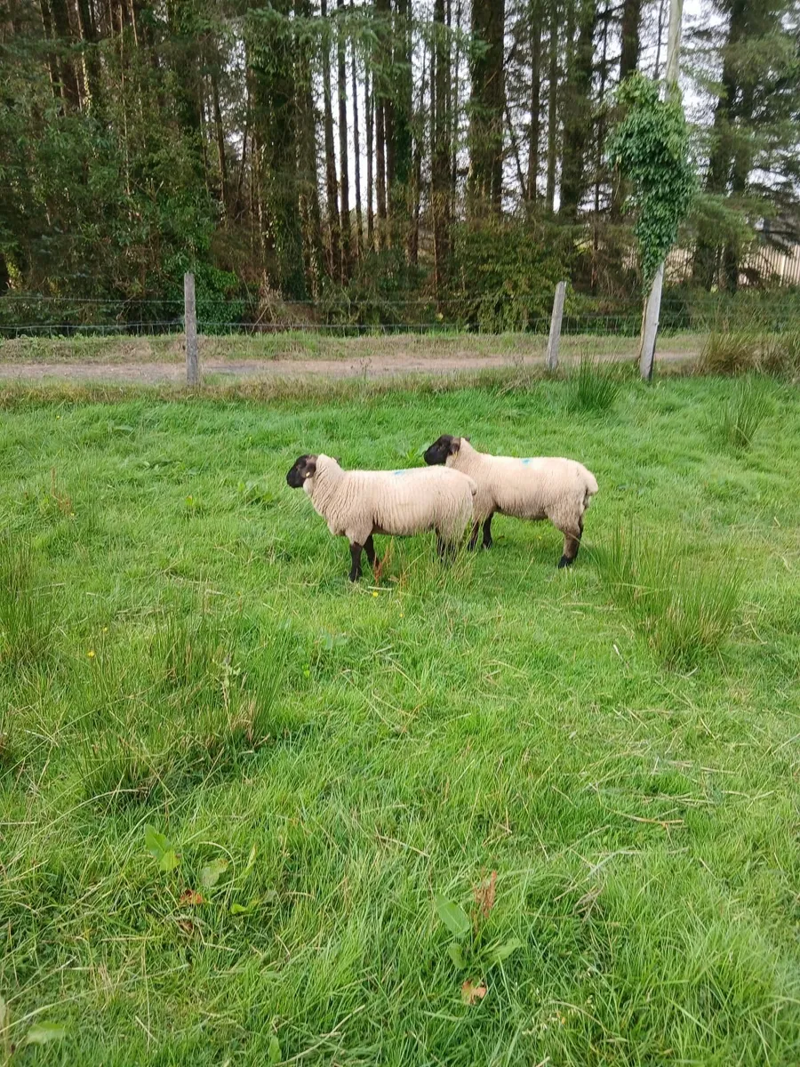 Ram lambs - Image 3