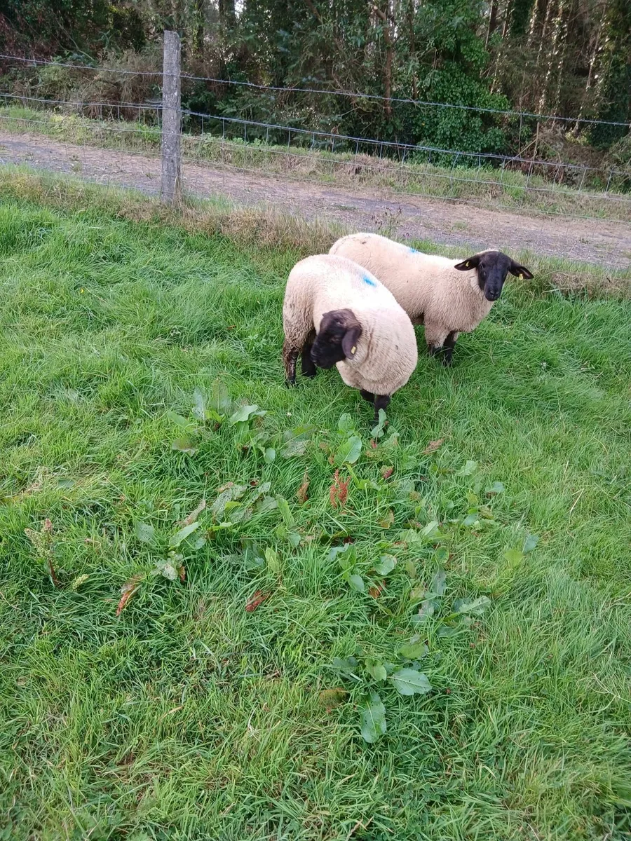Ram lambs - Image 4