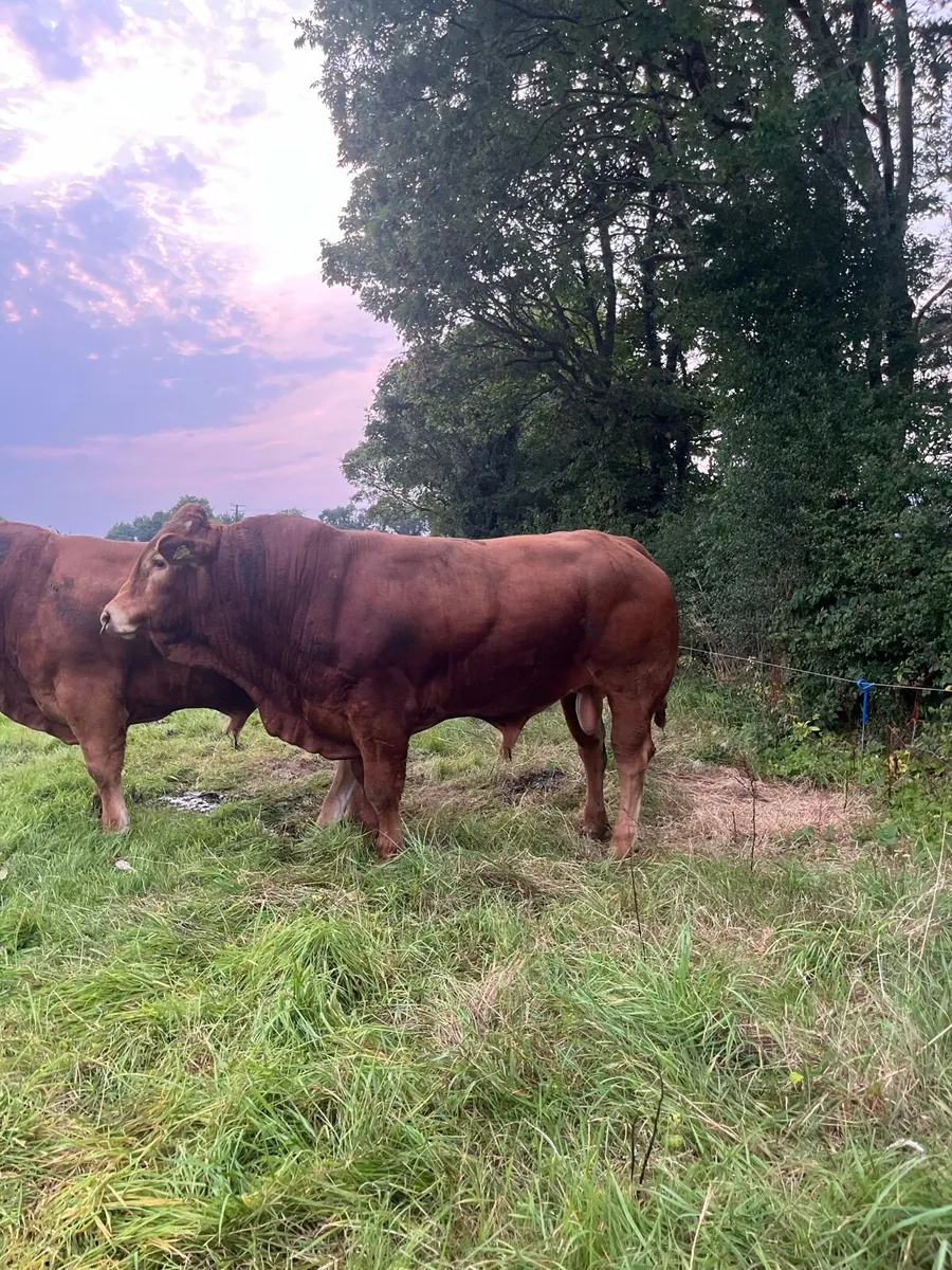 Top Quality 4 Star PBR Limousin Bull For Sale. - Image 2