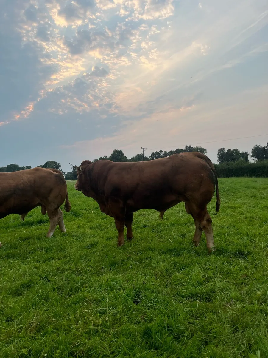 Top Quality 4 Star PBR Limousin Bull For Sale. - Image 3
