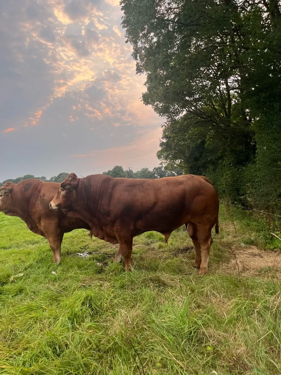 Top Quality 4 Star PBR Limousin Bull For Sale. - Image 4