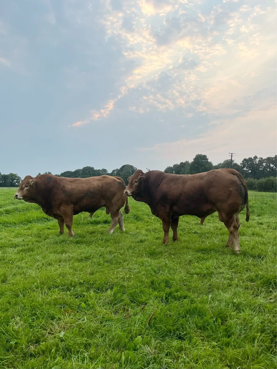 Top Quality 4 Star PBR Limousin Bull For Sale. - Image 1