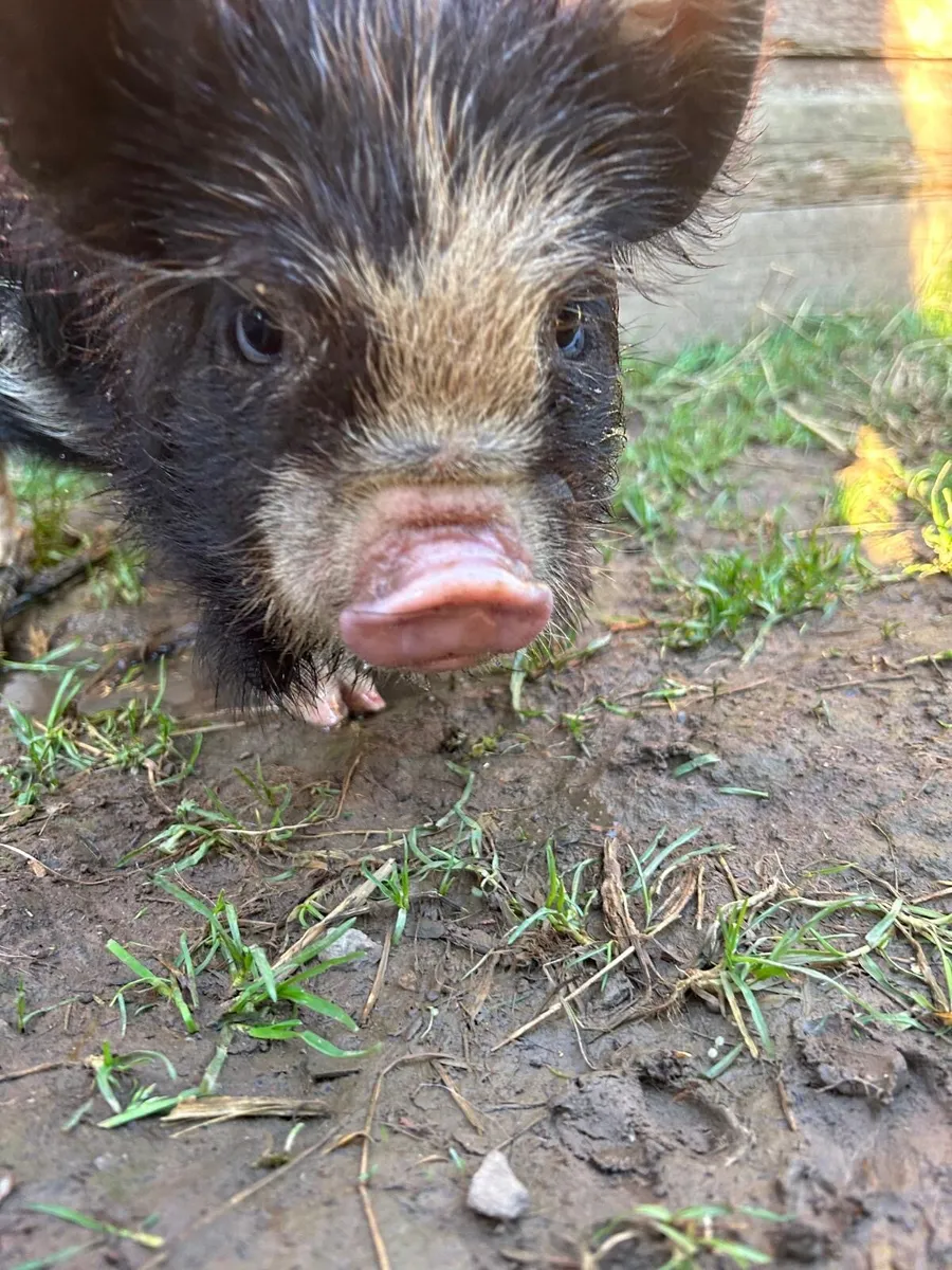 Kune kune piglet - Image 3