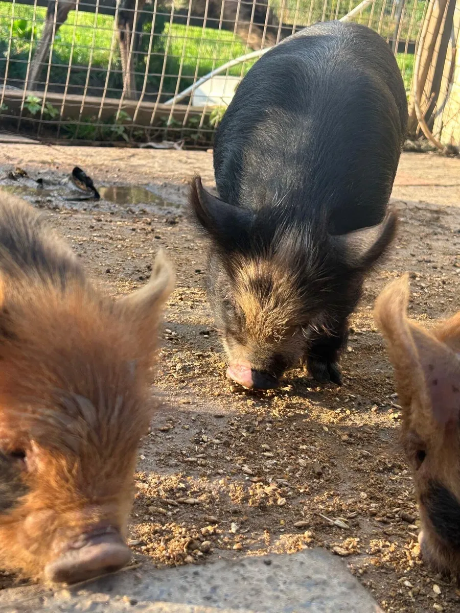 Kune kune piglet - Image 4