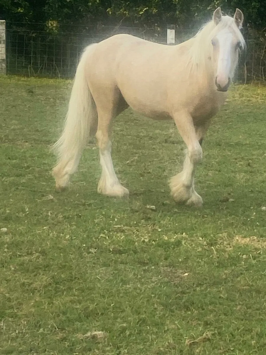 Yearling colt. - Image 1