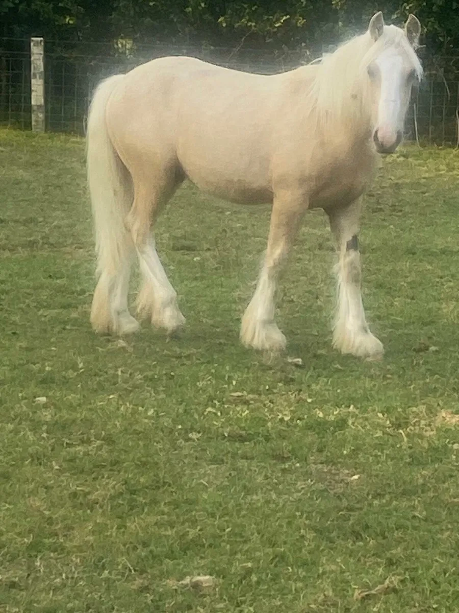 Yearling colt. - Image 2