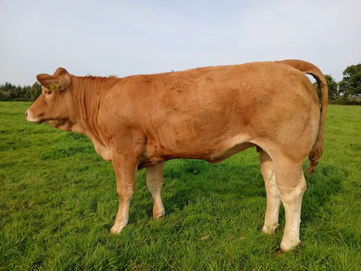 3 Super Heifers - Image 1
