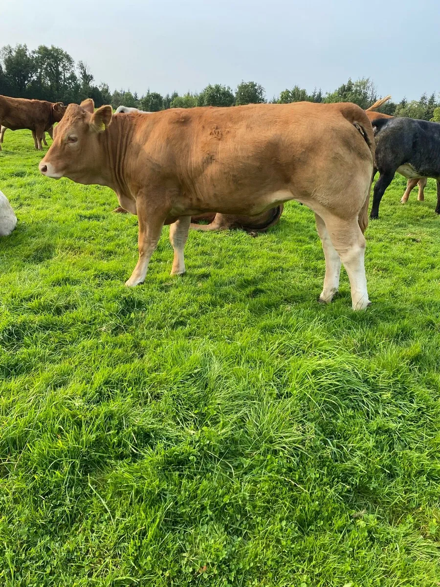3 Super Heifers - Image 2