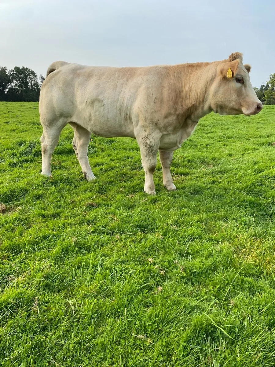 3 Super Heifers - Image 3