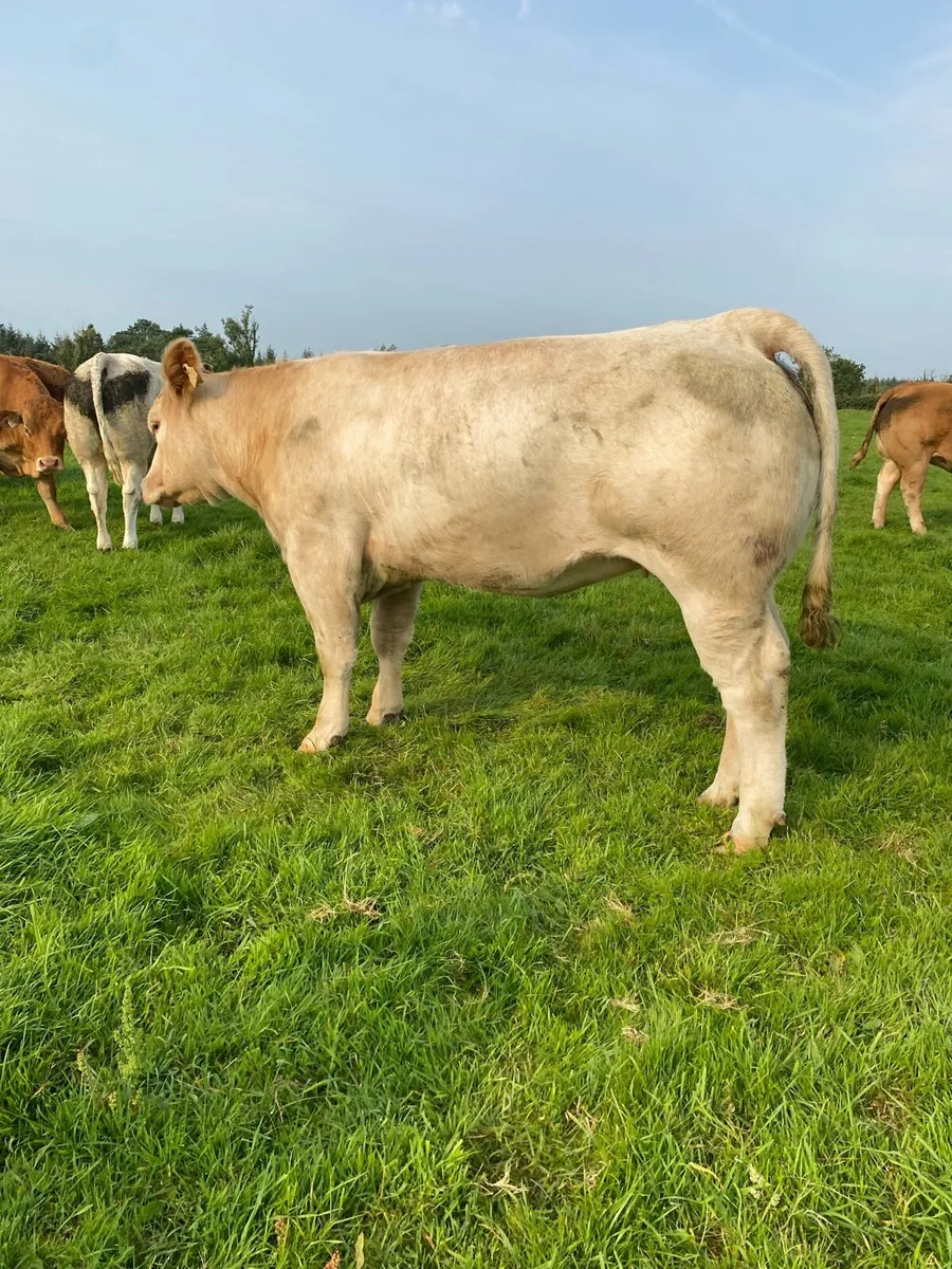 3 Super Heifers - Image 4