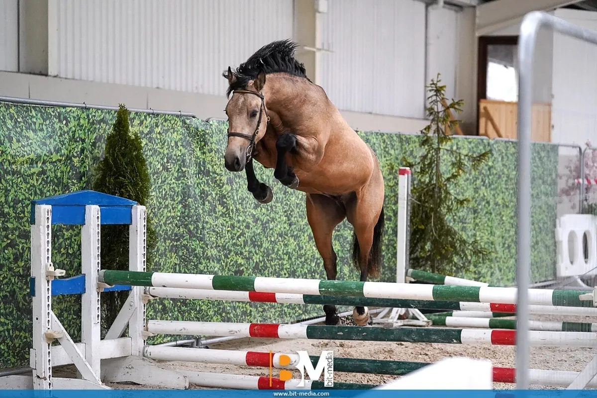 3yo 13.2 Connemara Pony - Image 1