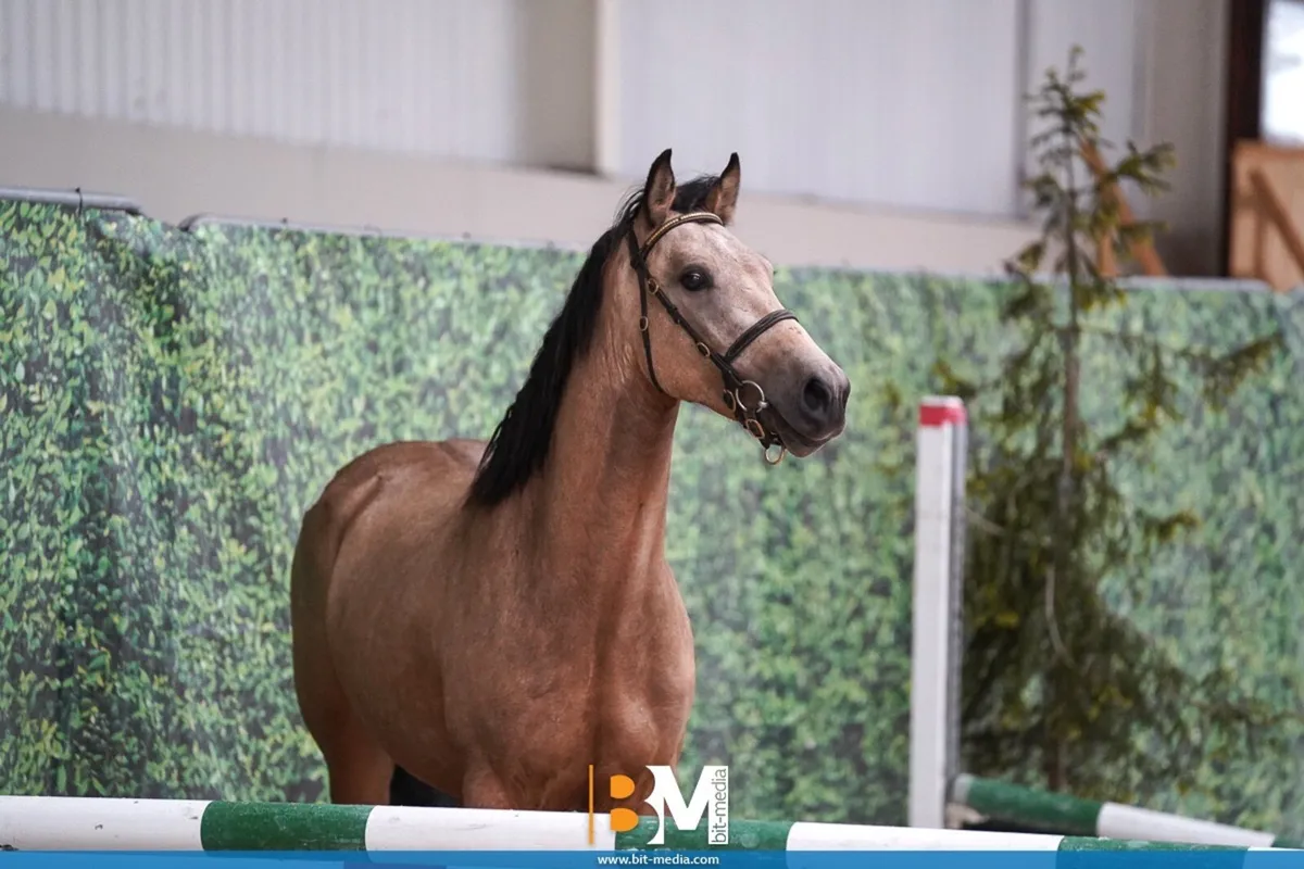 3yo 13.2 Connemara Pony - Image 2