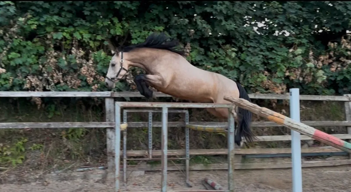3yo 13.2 Connemara Pony - Image 3