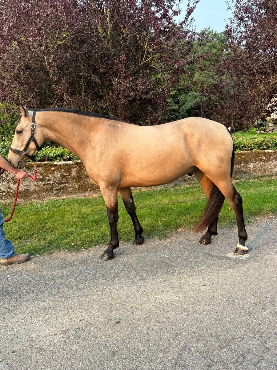 3yo 13.2 Connemara Pony - Image 4