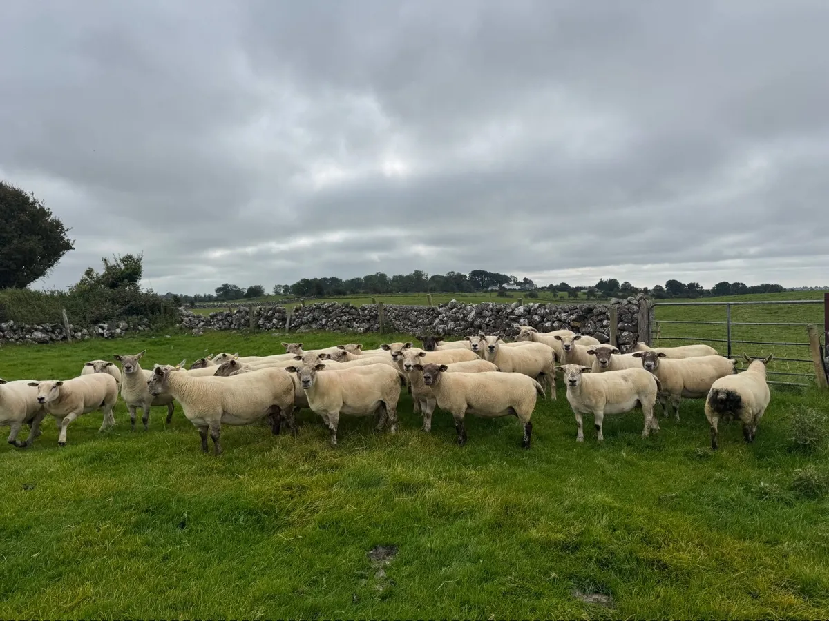 Sheep - Image 1