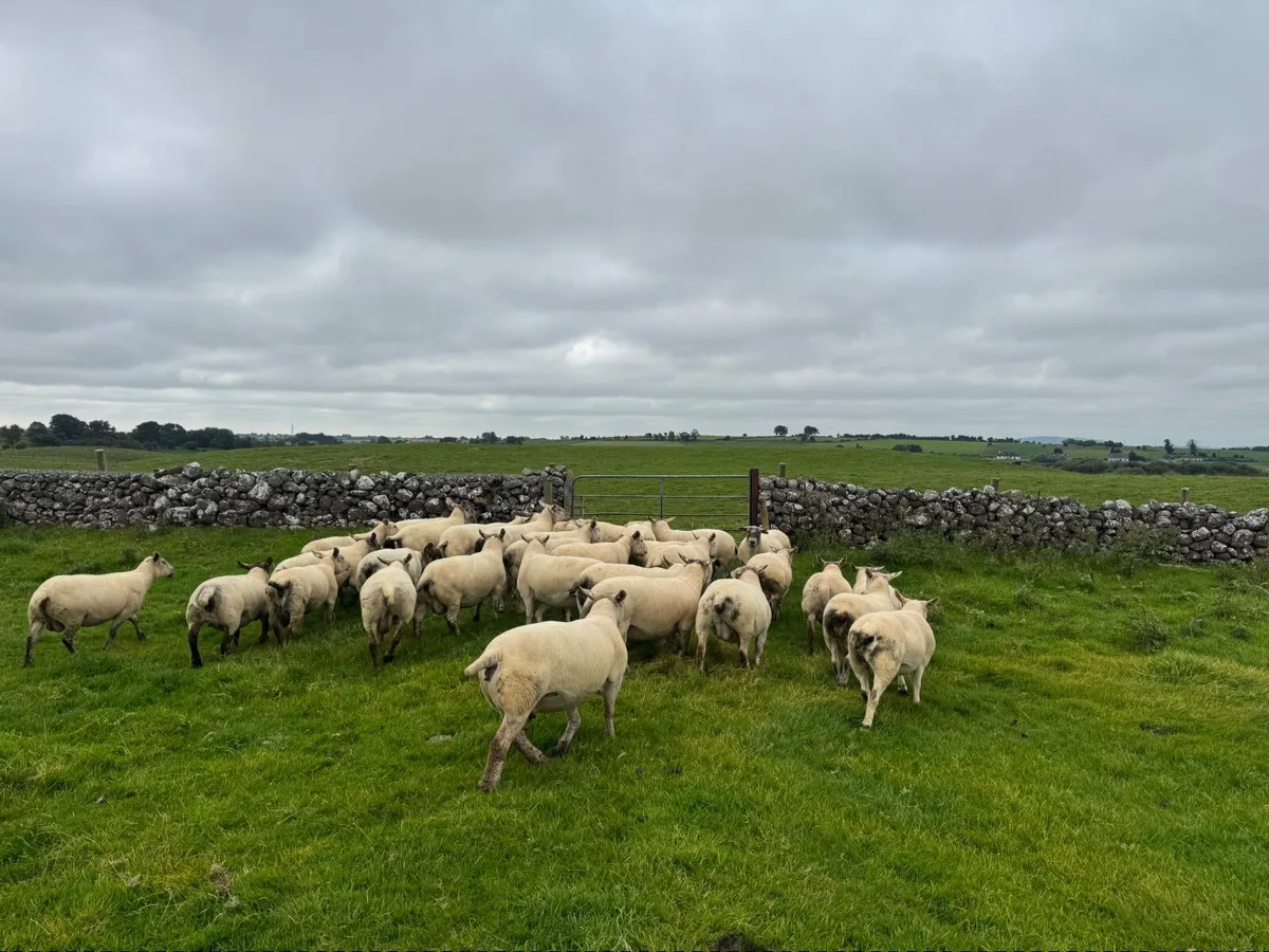 Sheep - Image 2