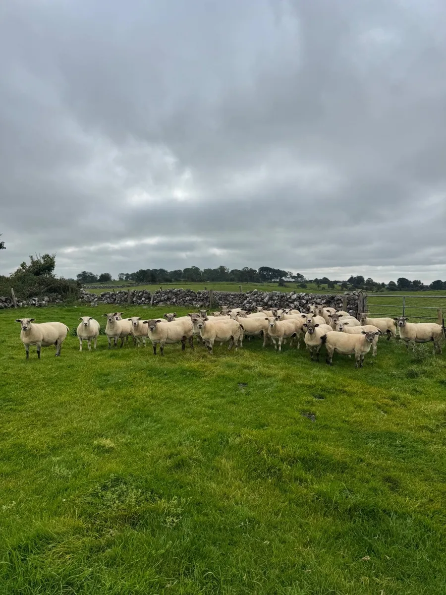 Sheep - Image 3