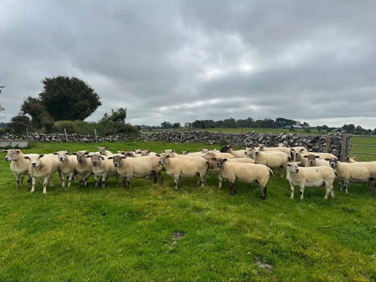 Sheep - Image 4
