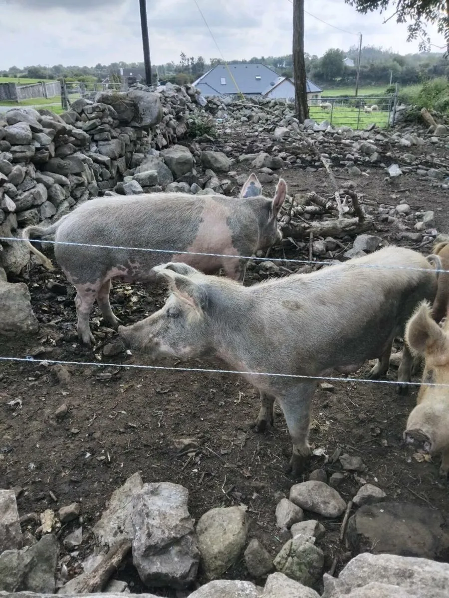 Two breeding sows - Image 1