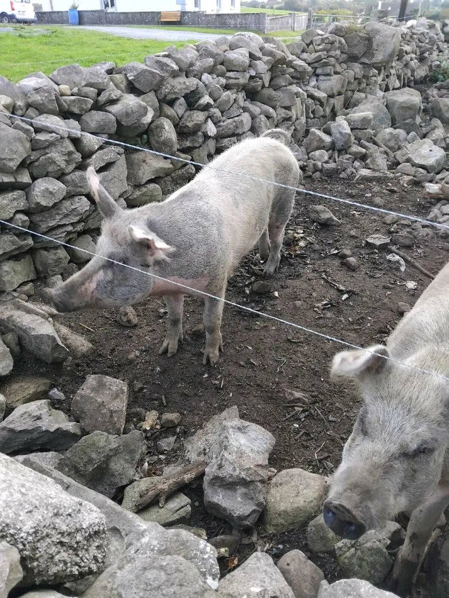 Two breeding sows - Image 2