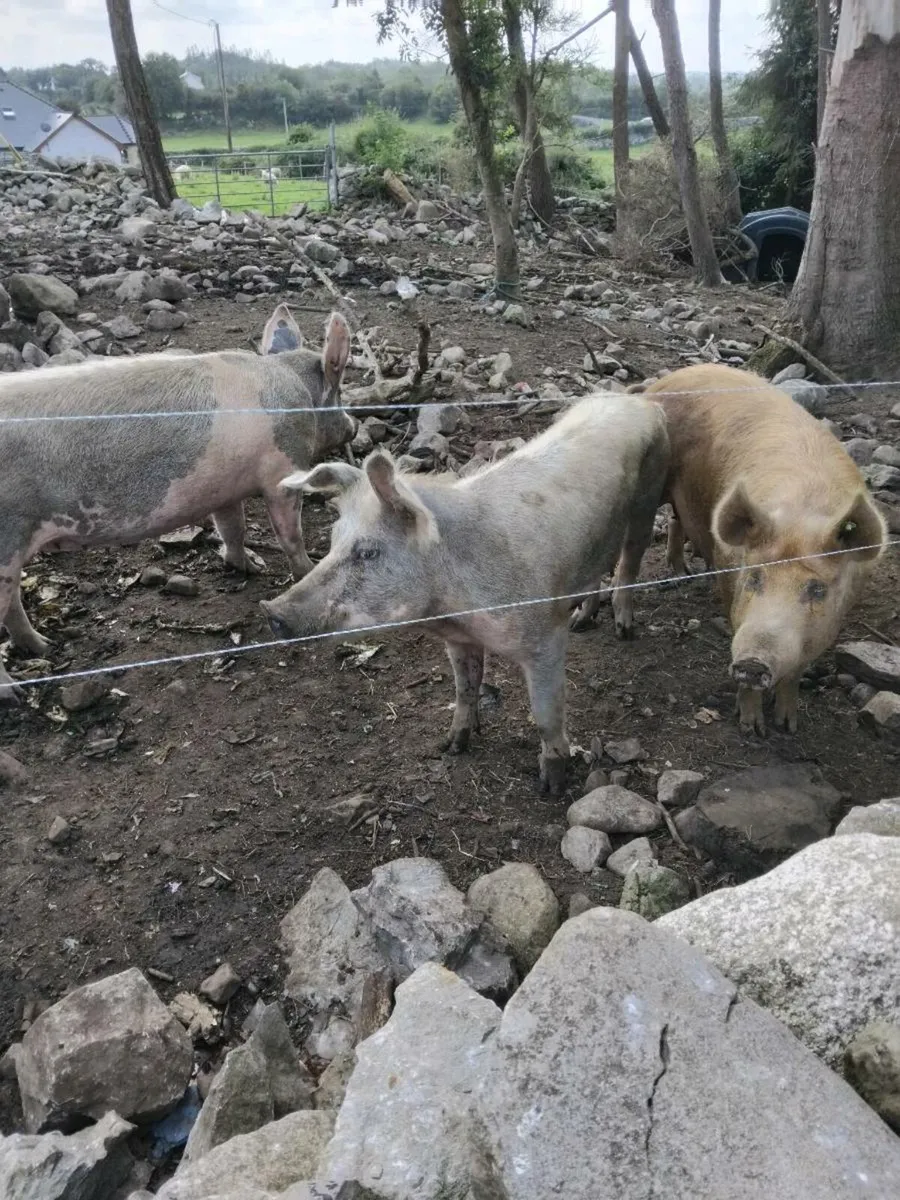 Two breeding sows - Image 3