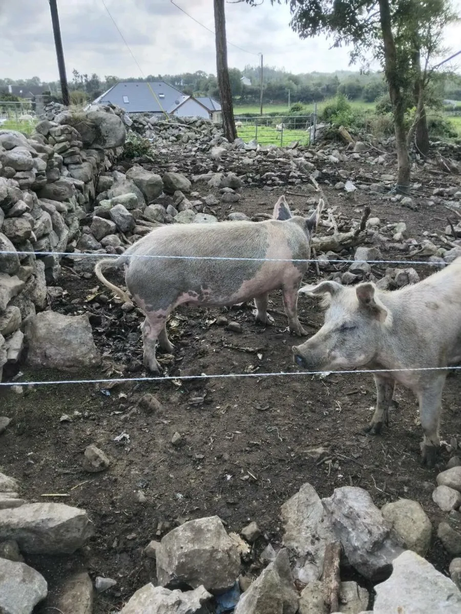 Two breeding sows - Image 4