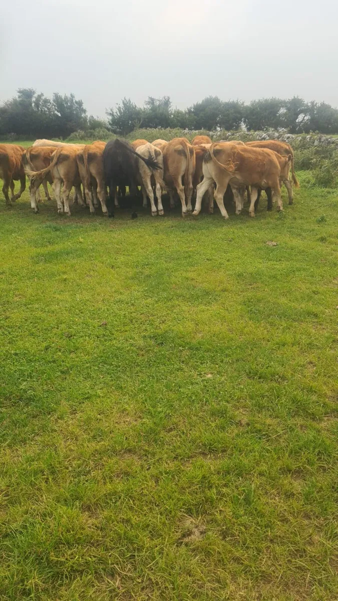 Bullocks - Image 1
