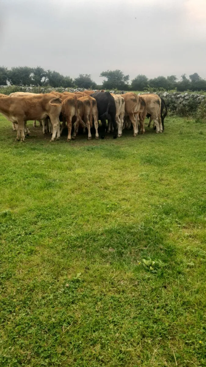 Bullocks - Image 4