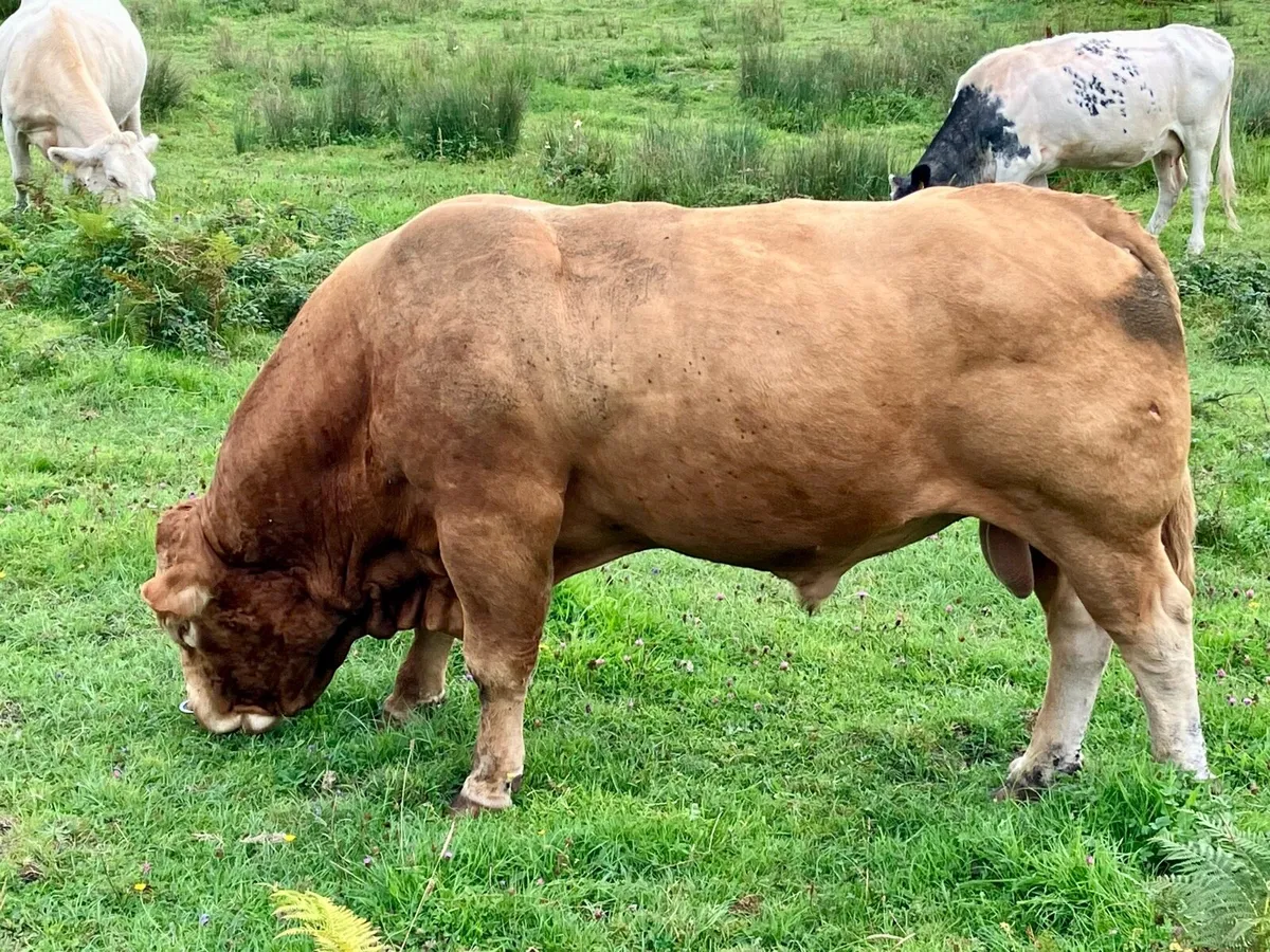 Mature Limousin Bull - Image 1