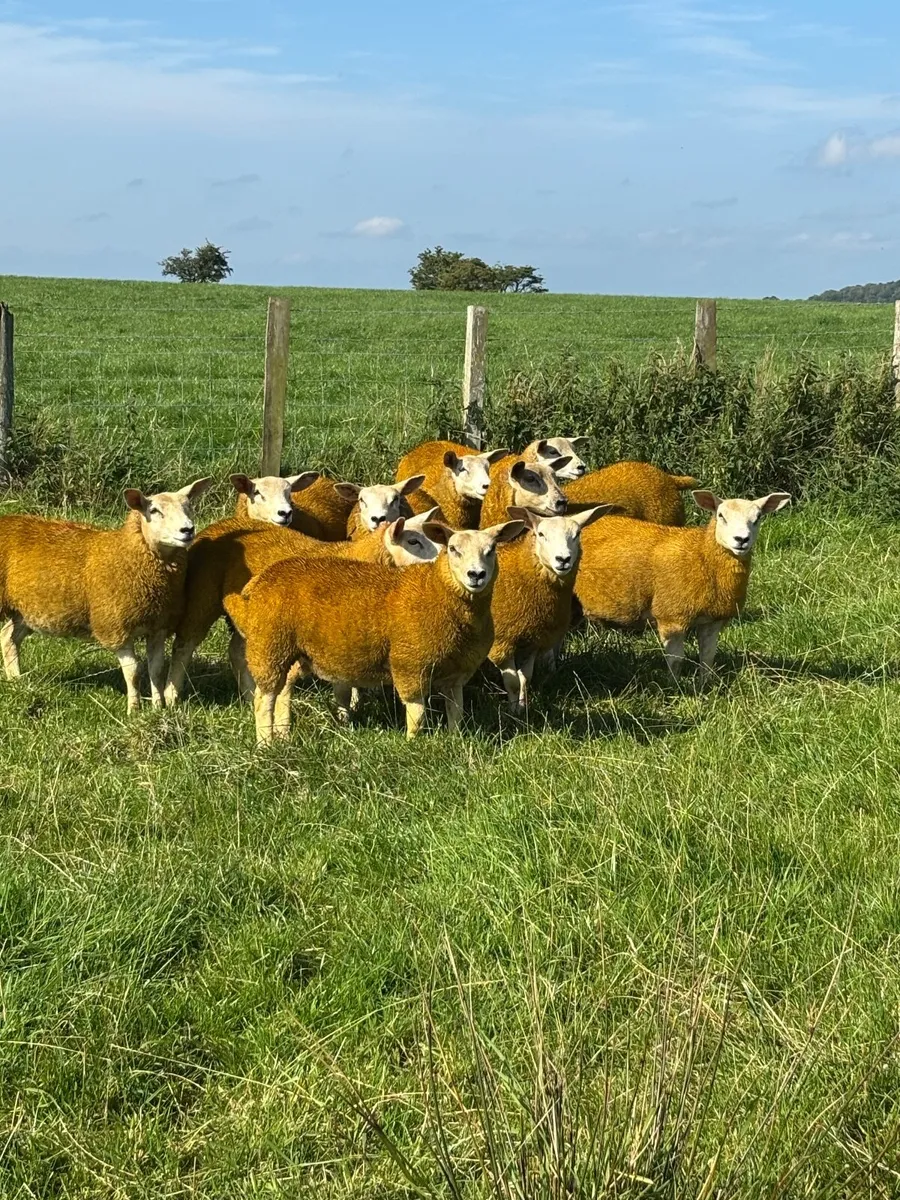 Texel Cross Ewe Lambs - Image 1